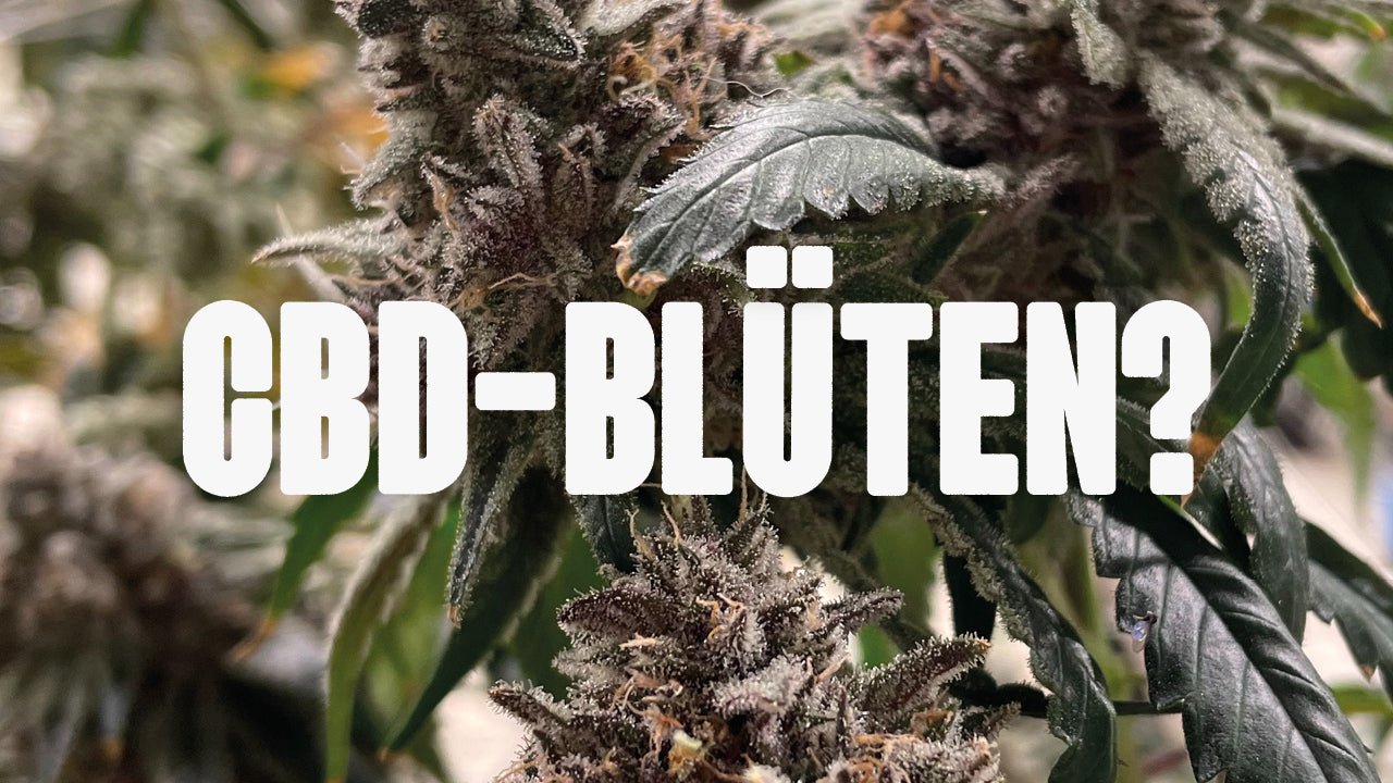 Qualitätscheck! Woran erkenne ich gute CBD Blüten? - Happy420.de