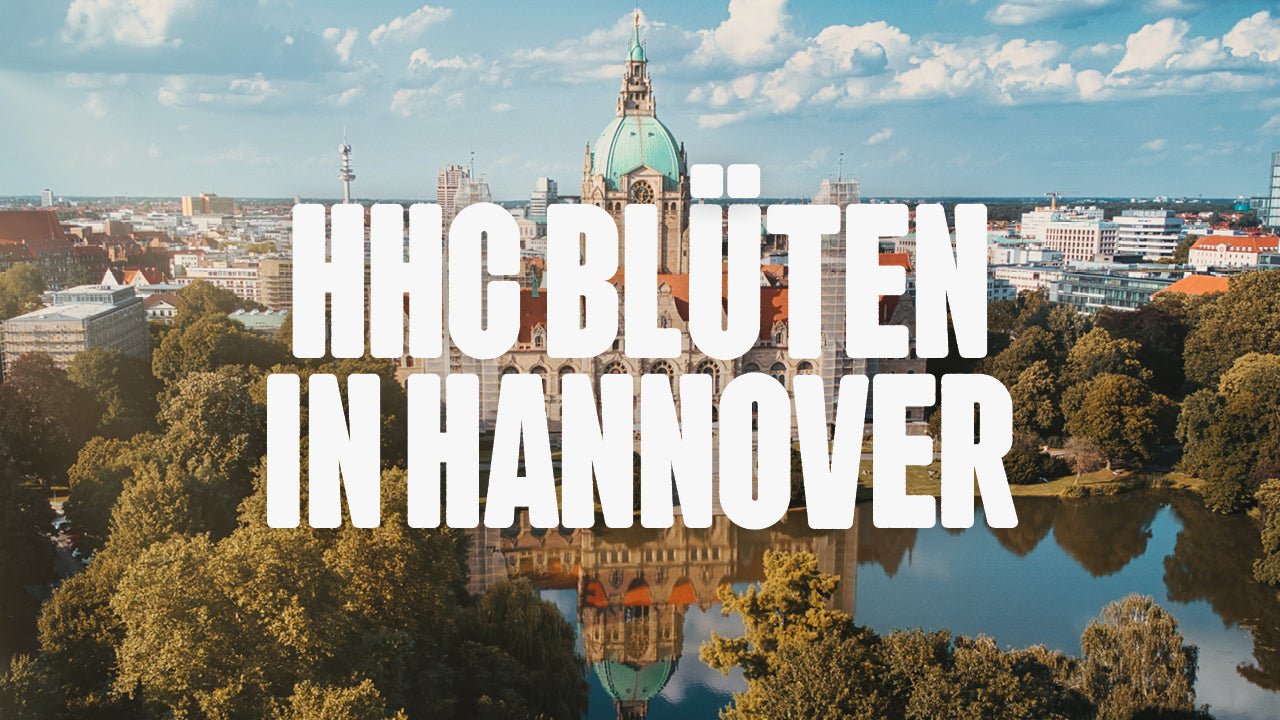 Wo kann ich HHC Blüten kaufen in Hannover? - Happy420.de