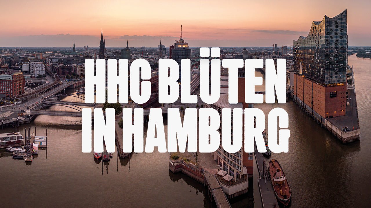 Wo kann ich HHC Blüten kaufen in Hamburg? - Happy420.de