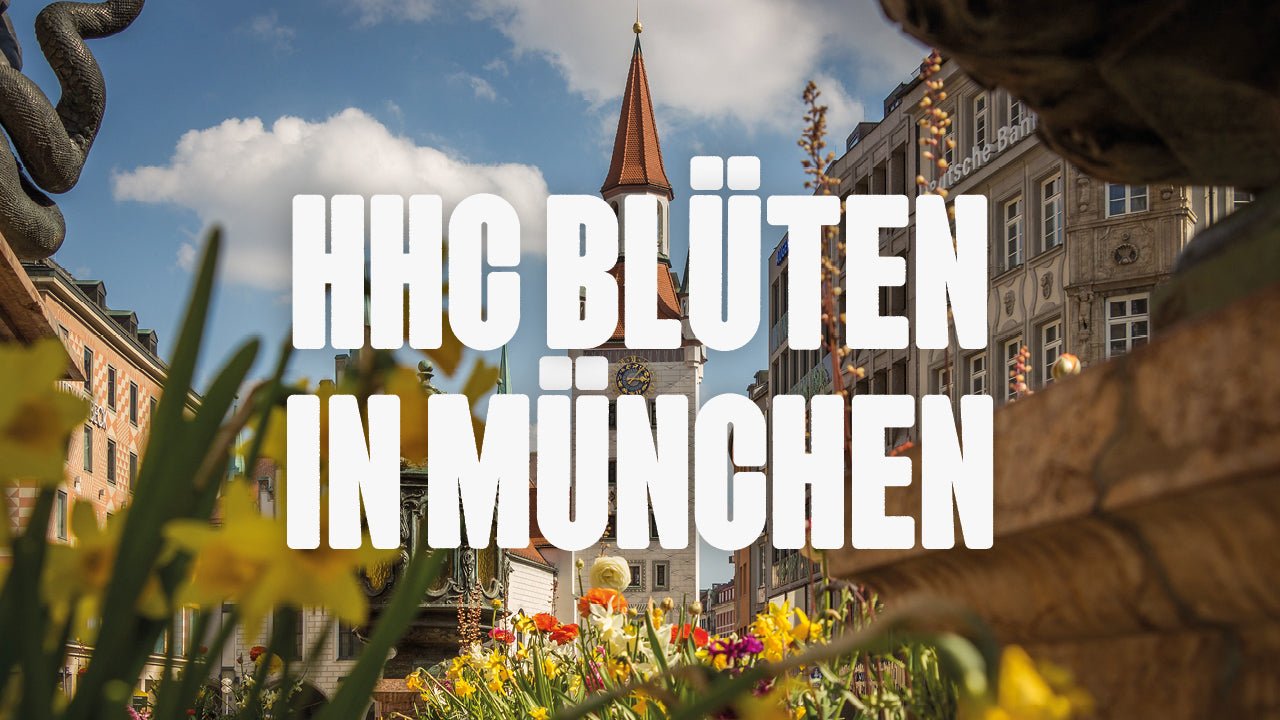 Wo kann ich HHC Blüten kaufen in München? - Happy420.de
