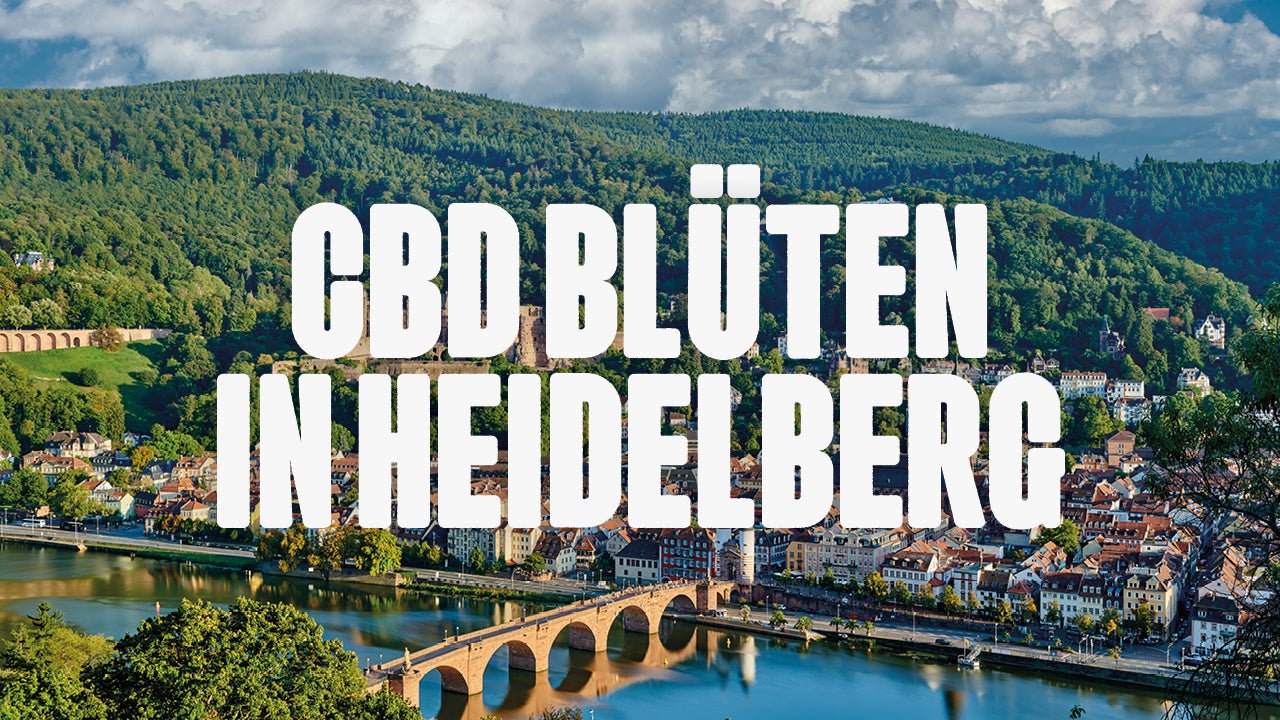 CBD in Heidelberg | Was sind die beliebtesten Marken von CBD Blüten, die in Heidelberg erhältlich sind? - Happy420.de