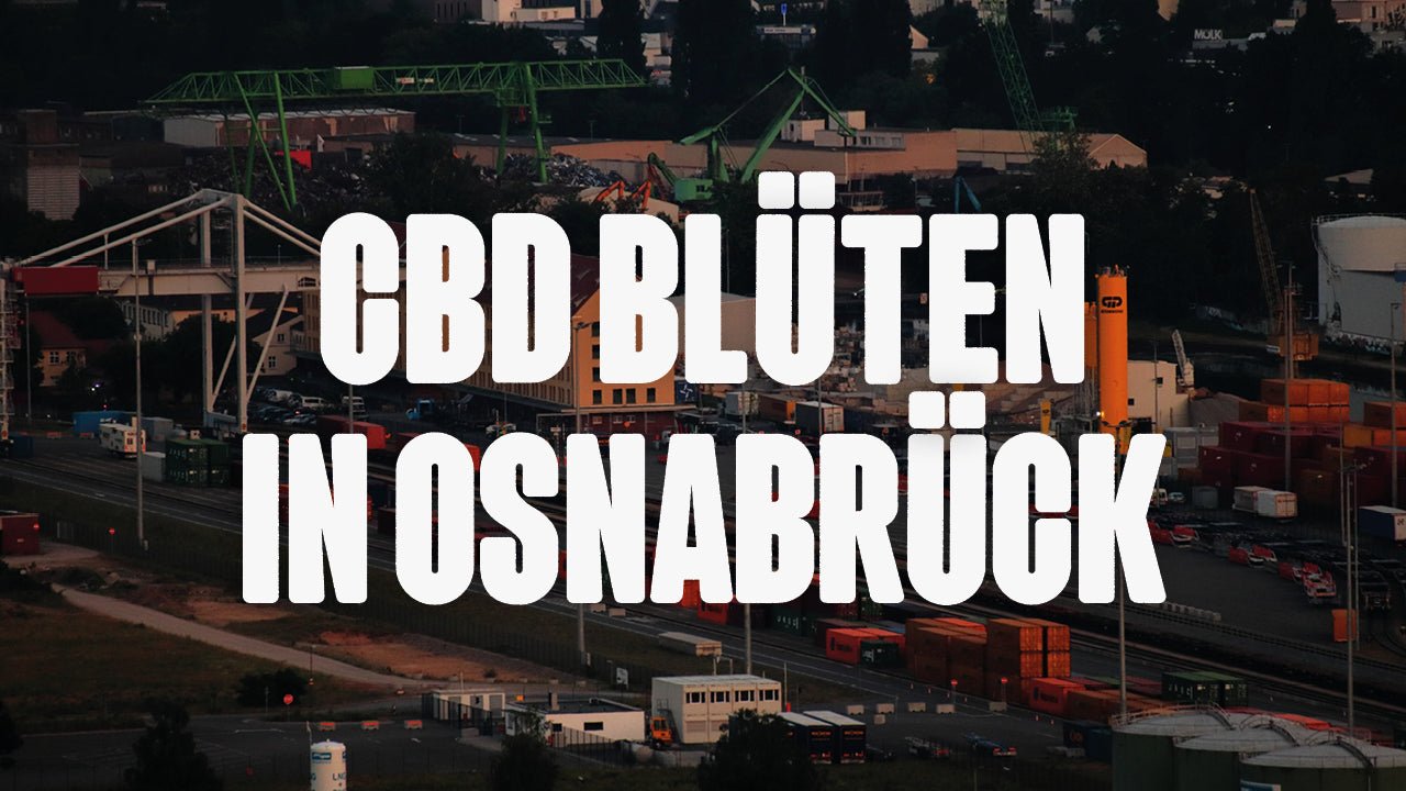 CBD in Osnabrück | Was sind die beliebtesten Marken von CBD Blüten, die in Osnabrück erhältlich sind? - Happy420.de