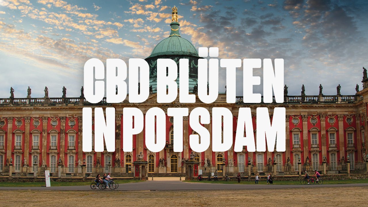 CBD in Potsdam | Was sind die beliebtesten Marken von CBD Blüten, die in Potsdam erhältlich sind? - Happy420.de