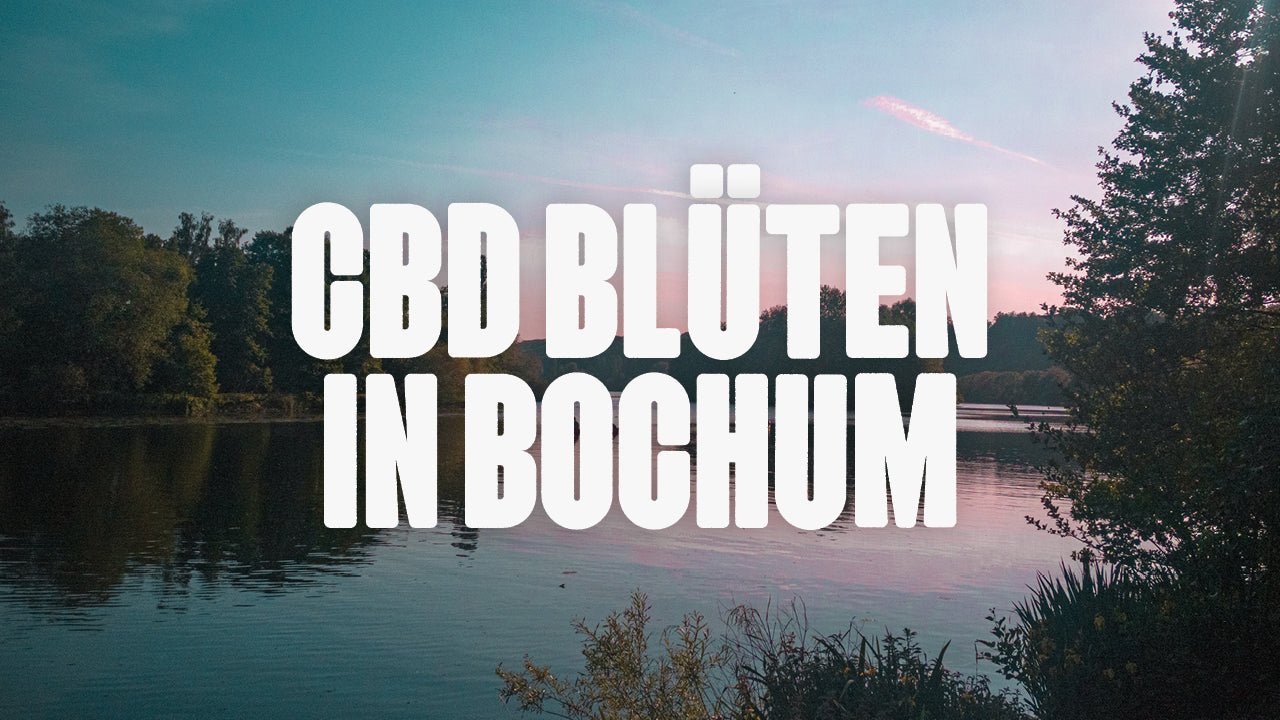 CBD in Bochum | Was sind die beliebtesten Marken von CBD Blüten, die in Bochum erhältlich sind? - Happy420.de
