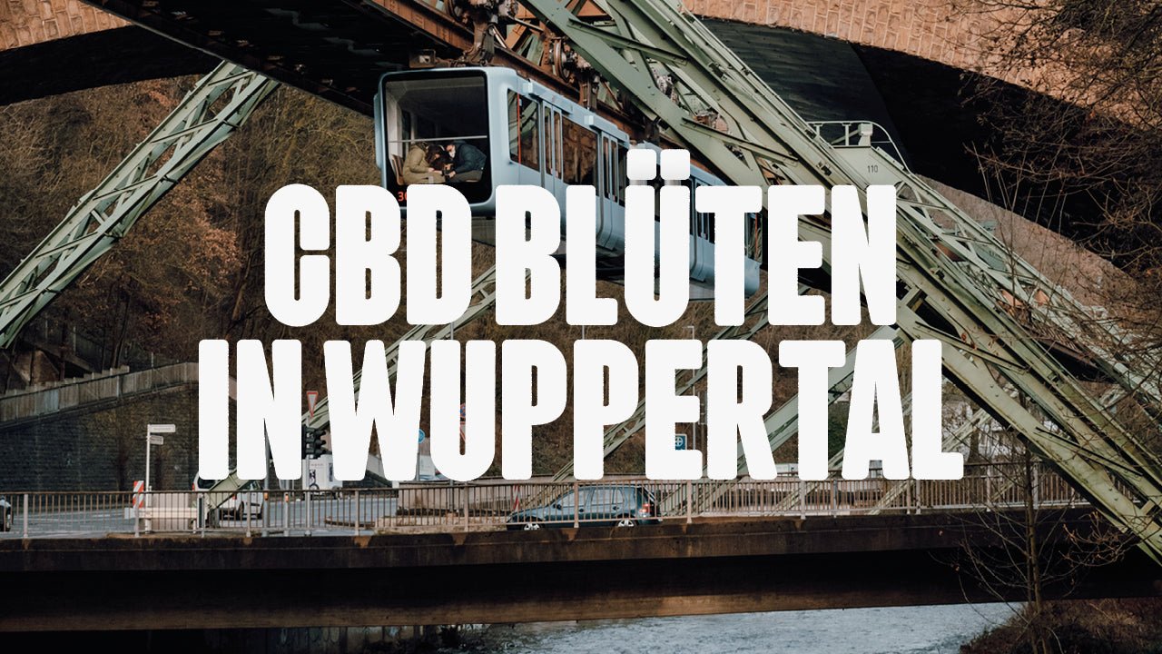 CBD in Wuppertal | Was sind die beliebtesten Marken von CBD Blüten, die in Wuppertal erhältlich sind? - Happy420.de