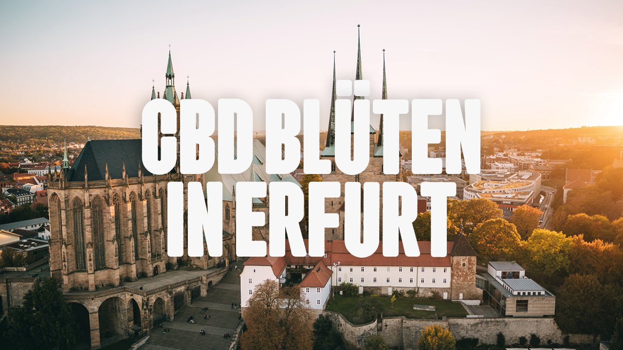 CBD in Erfurt | Was sind die beliebtesten Marken von CBD Blüten, die in Erfurt erhältlich sind? - Happy420.de
