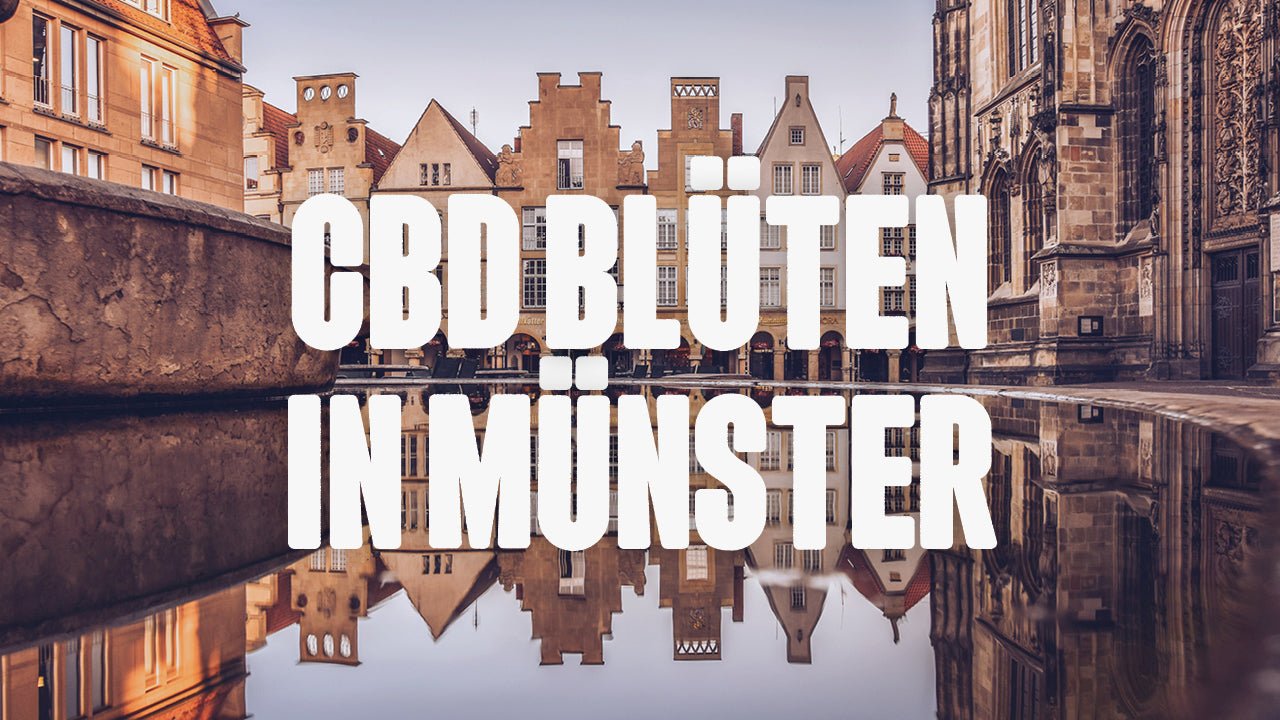 CBD in Münster | Was sind die beliebtesten Marken von CBD Blüten, die in Münster erhältlich sind? - Happy420.de