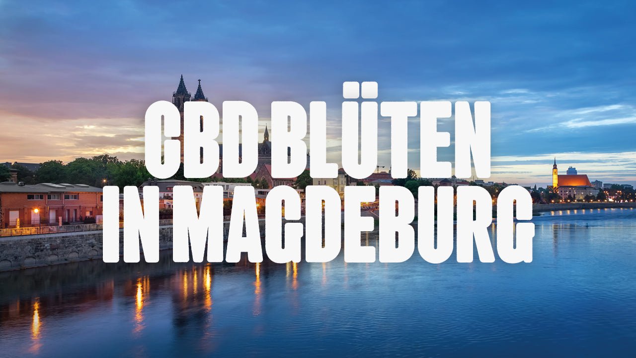 CBD in Magdeburg | Was sind die beliebtesten Marken von CBD Blüten, die in Magdeburg erhältlich sind? - Happy420.de