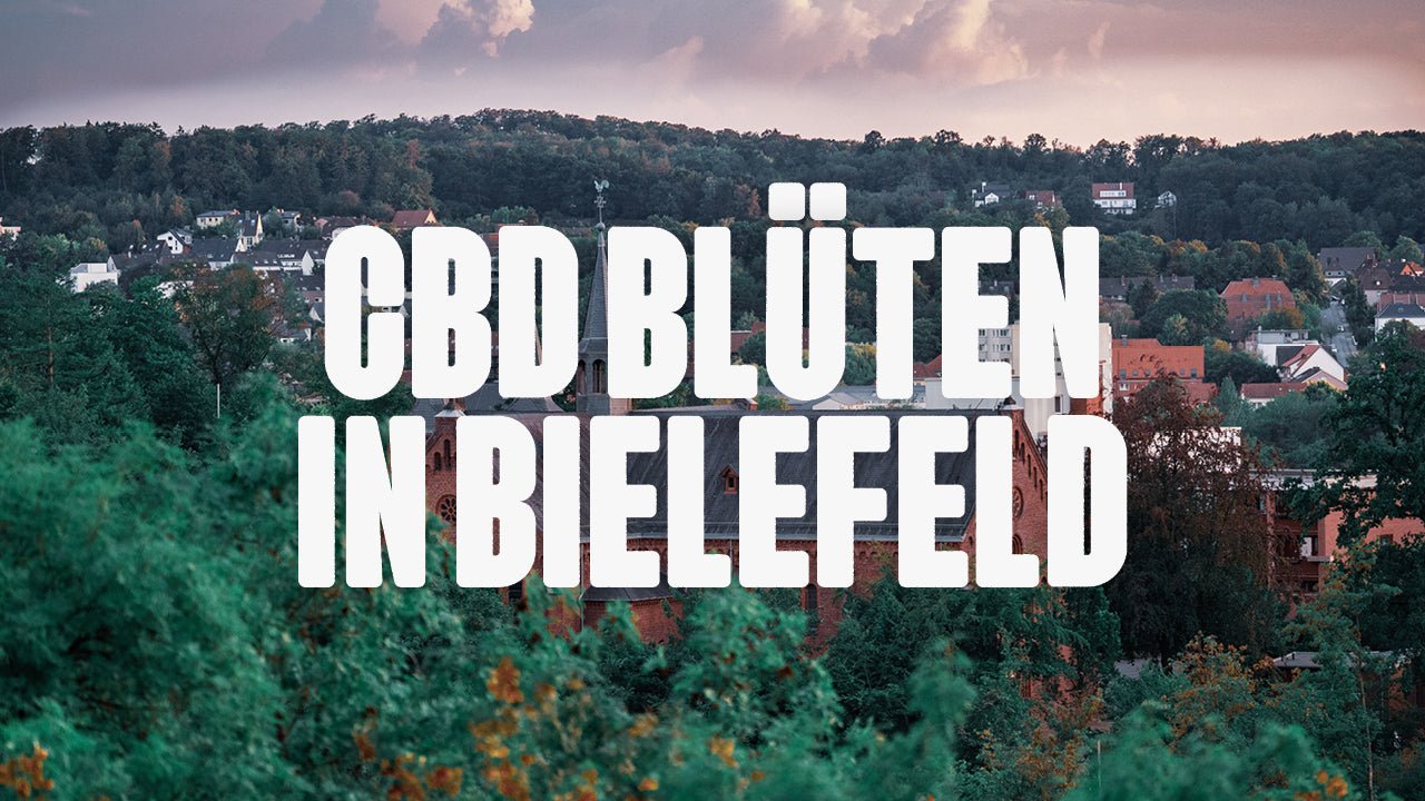 CBD in Bielefeld | Was sind die beliebtesten Marken von CBD Blüten, die in Bielefeld erhältlich sind? - Happy420.de