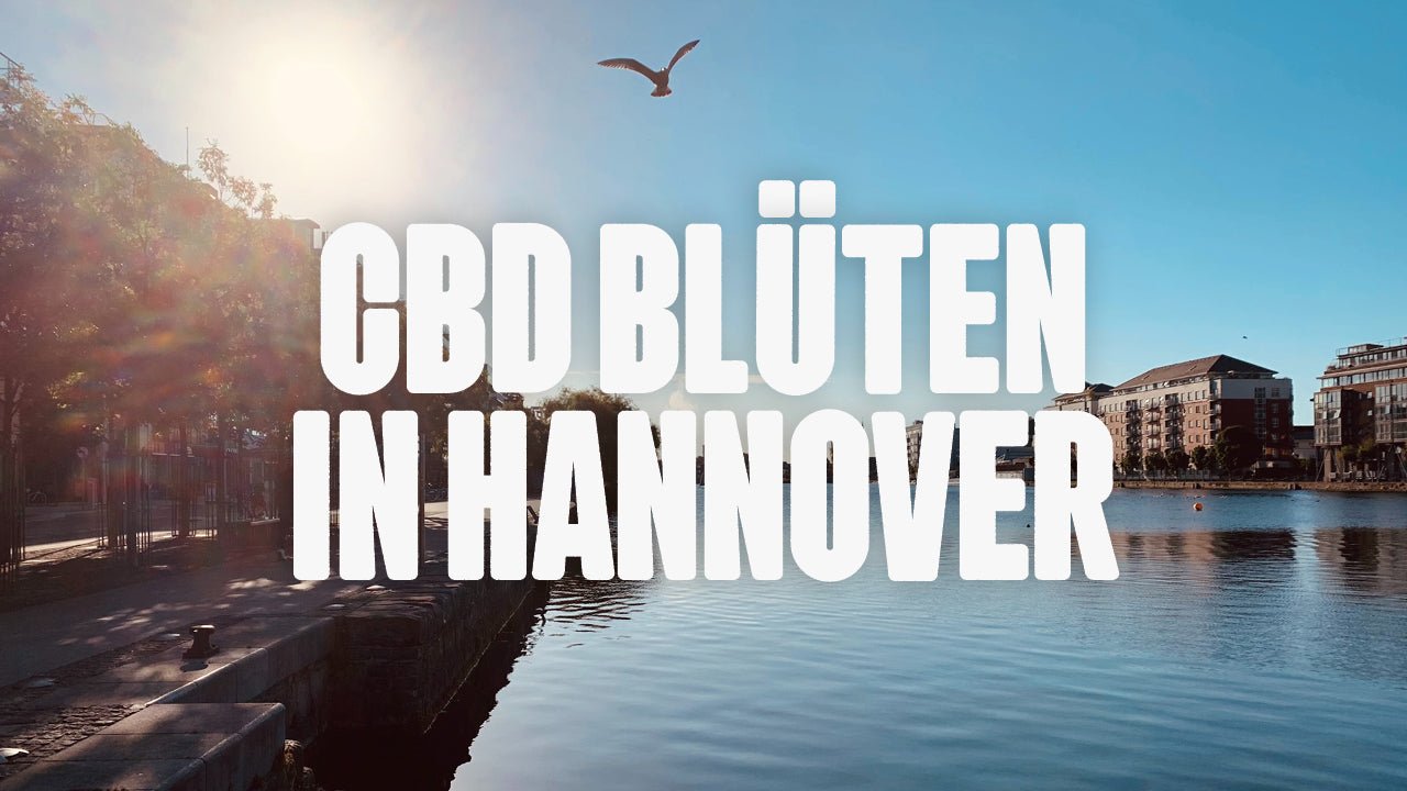 CBD in Hannover | Was sind die beliebtesten Marken von CBD Blüten, die in Hannover erhältlich sind? - Happy420.de