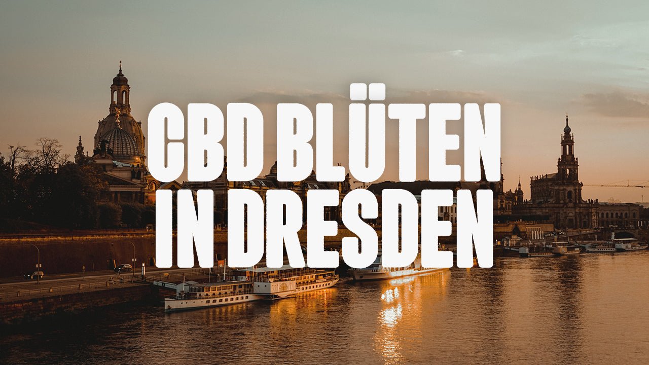 CBD in Dresden | Was sind die beliebtesten Marken von CBD Blüten, die in Dresden erhältlich sind? - Happy420.de