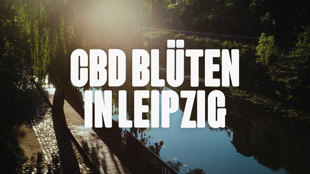 CBD in Leipzig | Was sind die beliebtesten Marken von CBD Blüten, die in Leipzig erhältlich sind? - Happy420.de