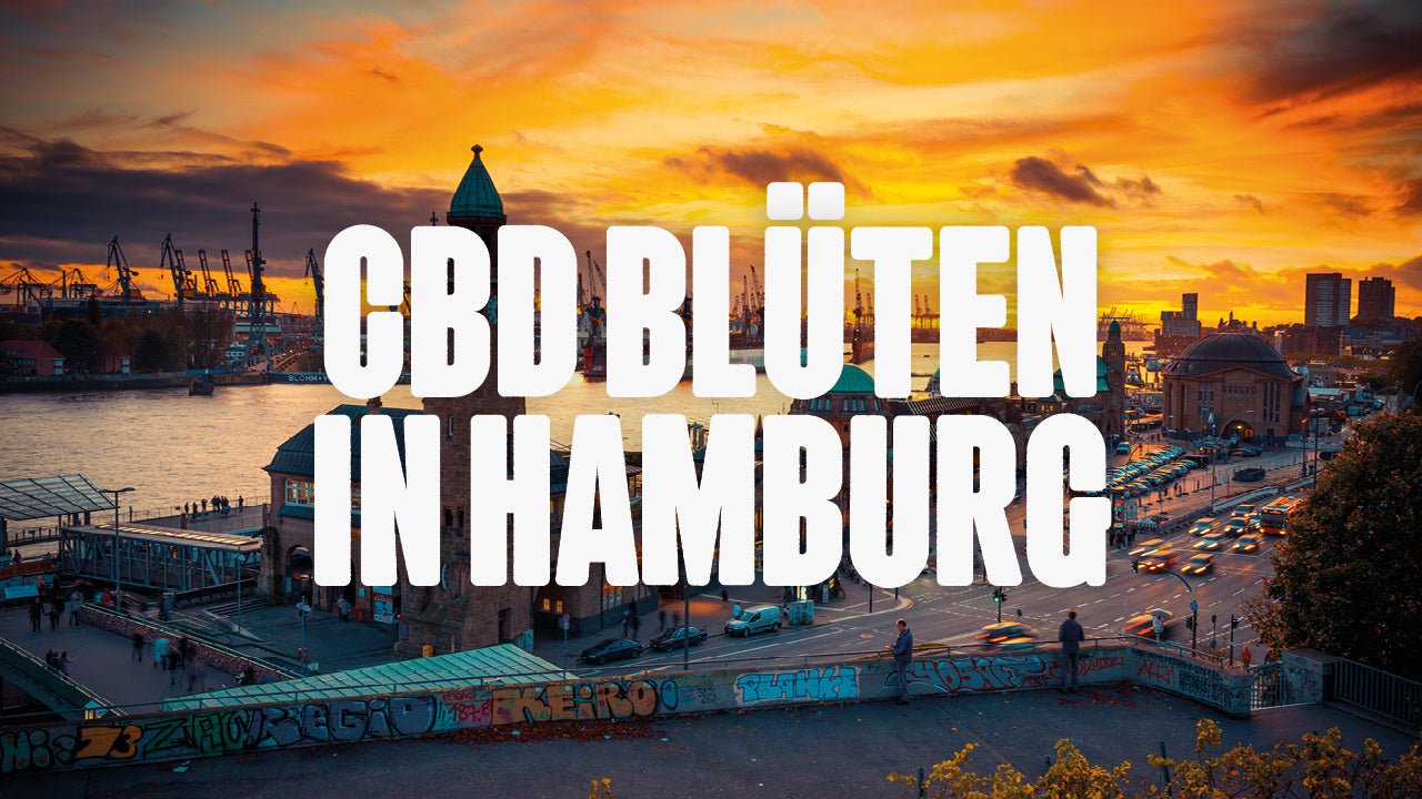 CBD in Hamburg | Was sind die beliebtesten Marken von CBD Blüten, die in Hamburg erhältlich sind? - Happy420.de