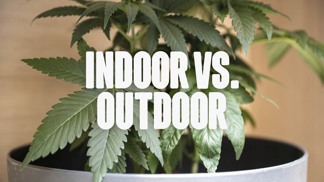 indoor vs outdoor anbau