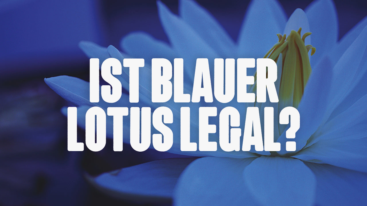 Bild von Blauer Lotus Pflanze vor unscharfem Hintergrund