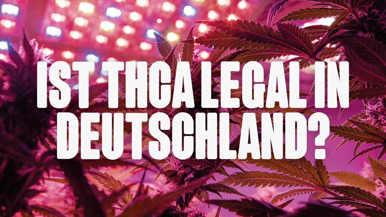 Ist THCA legal in Deutschland? - Happy420.de