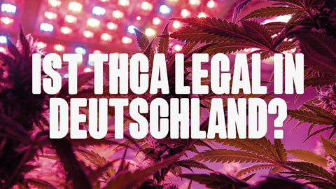 Ist THCA legal in Deutschland? Alle Fakten zur Gesetzeslage | Happy420.de