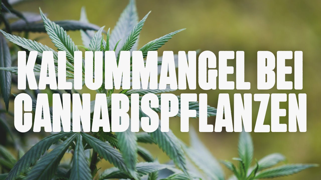 Kaliummangel beim Cannabis Grow – Ursachen, Symptome & Lösungen - Happy420.de