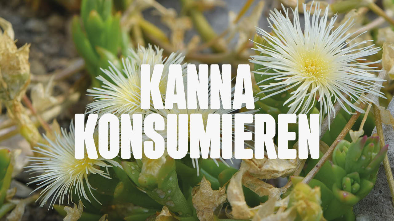 Kanna konsumieren: Das muss dabei beachtet werden - Happy420.de