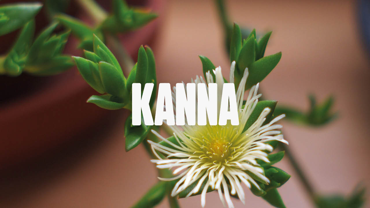 Kanna