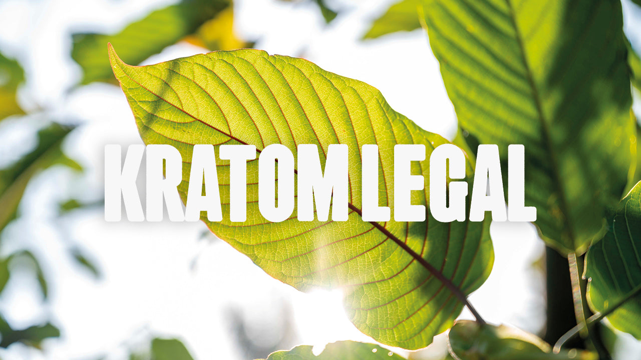 Kratom legał?