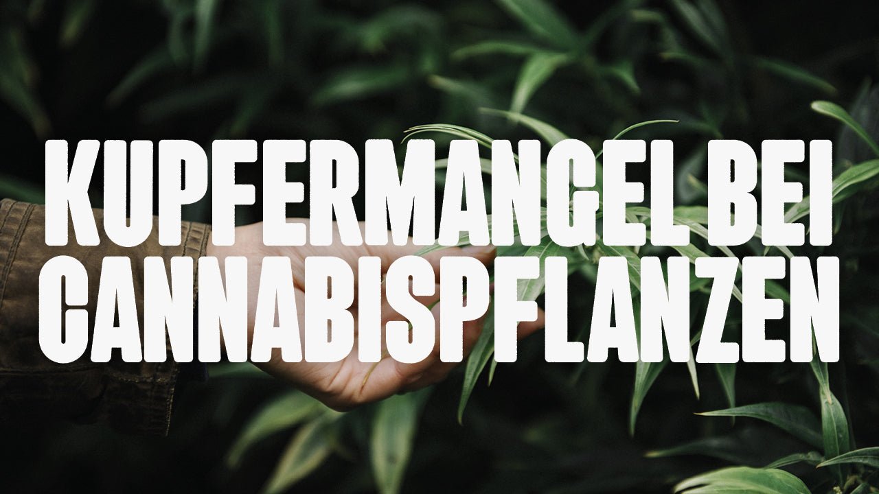 Kupfermangel bei Cannabis: Wenn deine Pflanze blass macht - Happy420.de