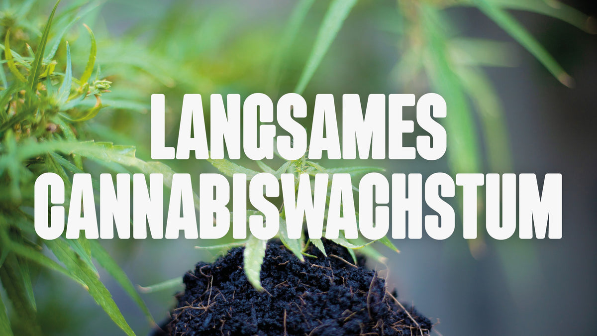 Langsames Cannabiswachstum