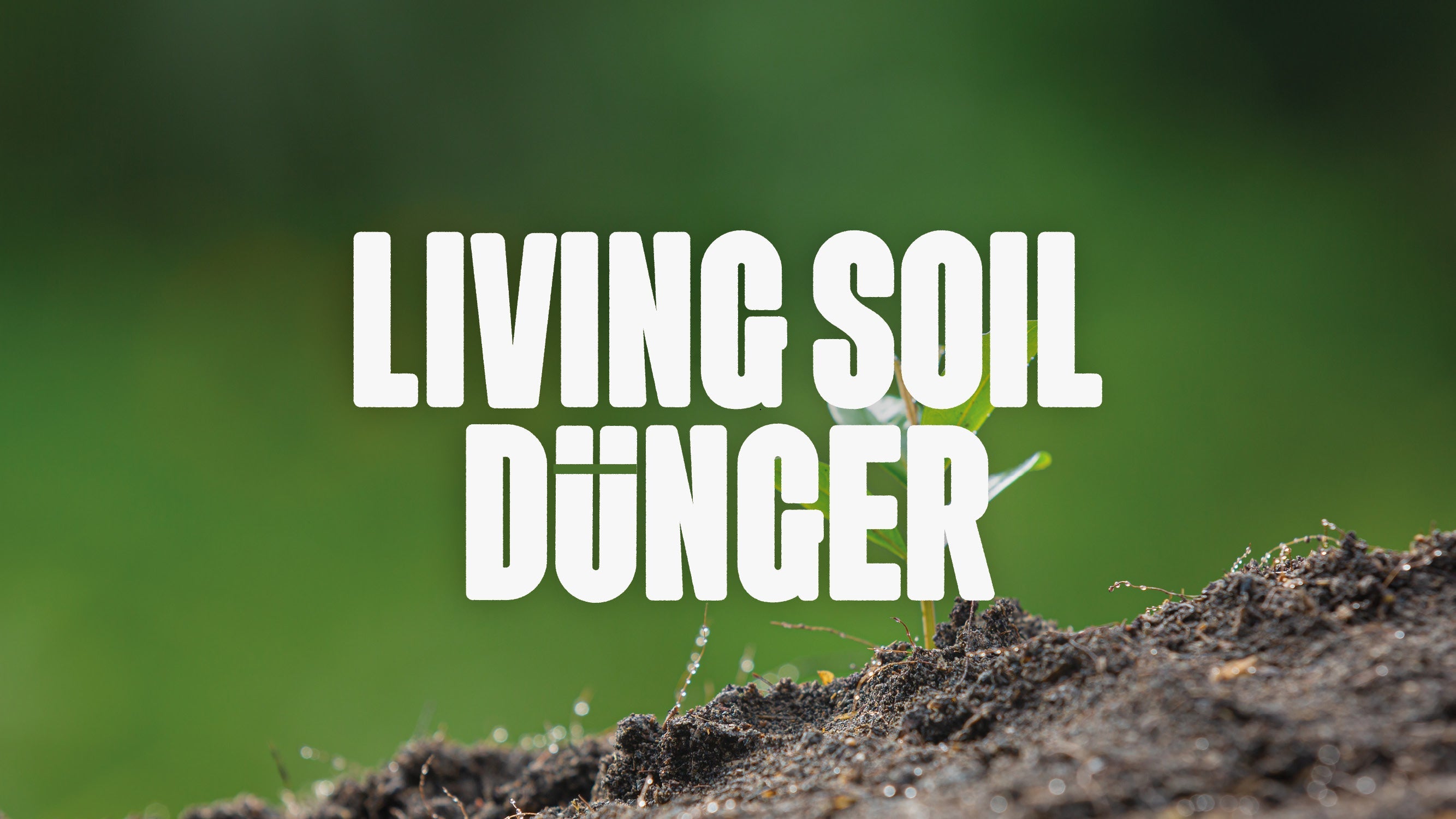 Bild von Jungpflanze in Erde