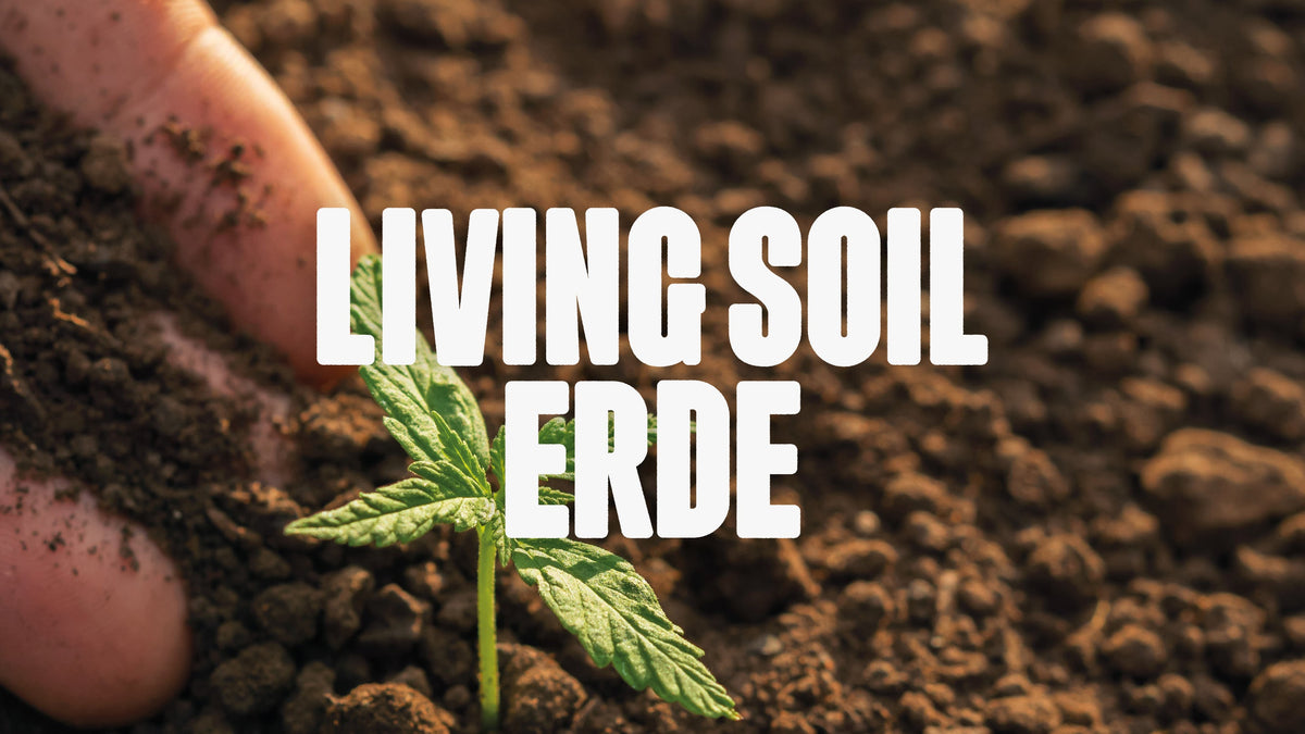 Bild von Hand die eine kleine Cannabispflanze in Erde berührt