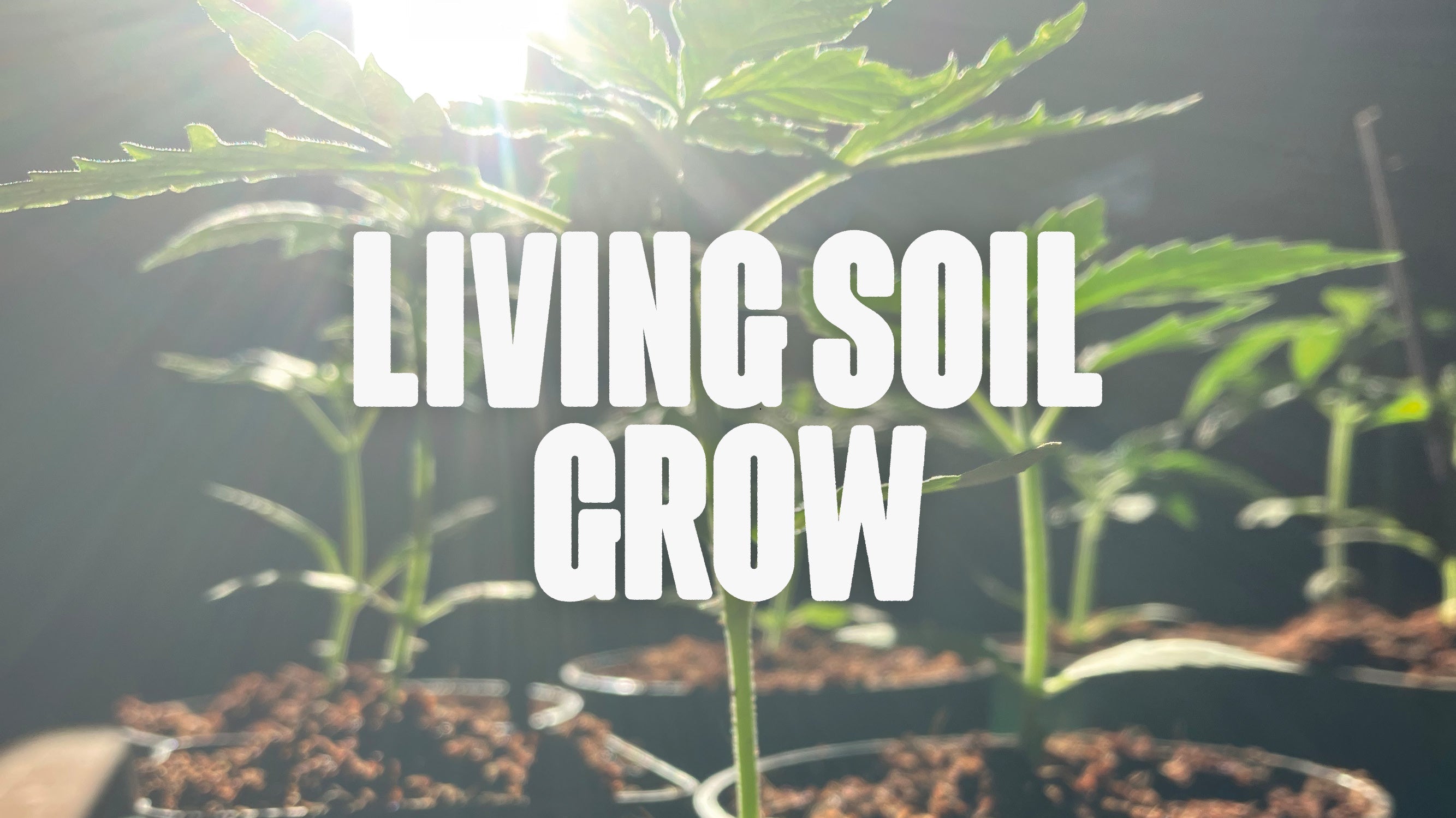 Living Soil Grow – Natürlich besser anbauen