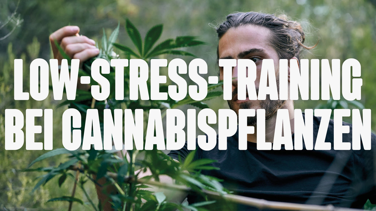 Low-Stress-Training