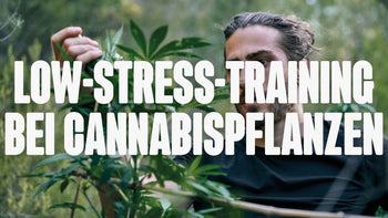 Low-Stress-Training
