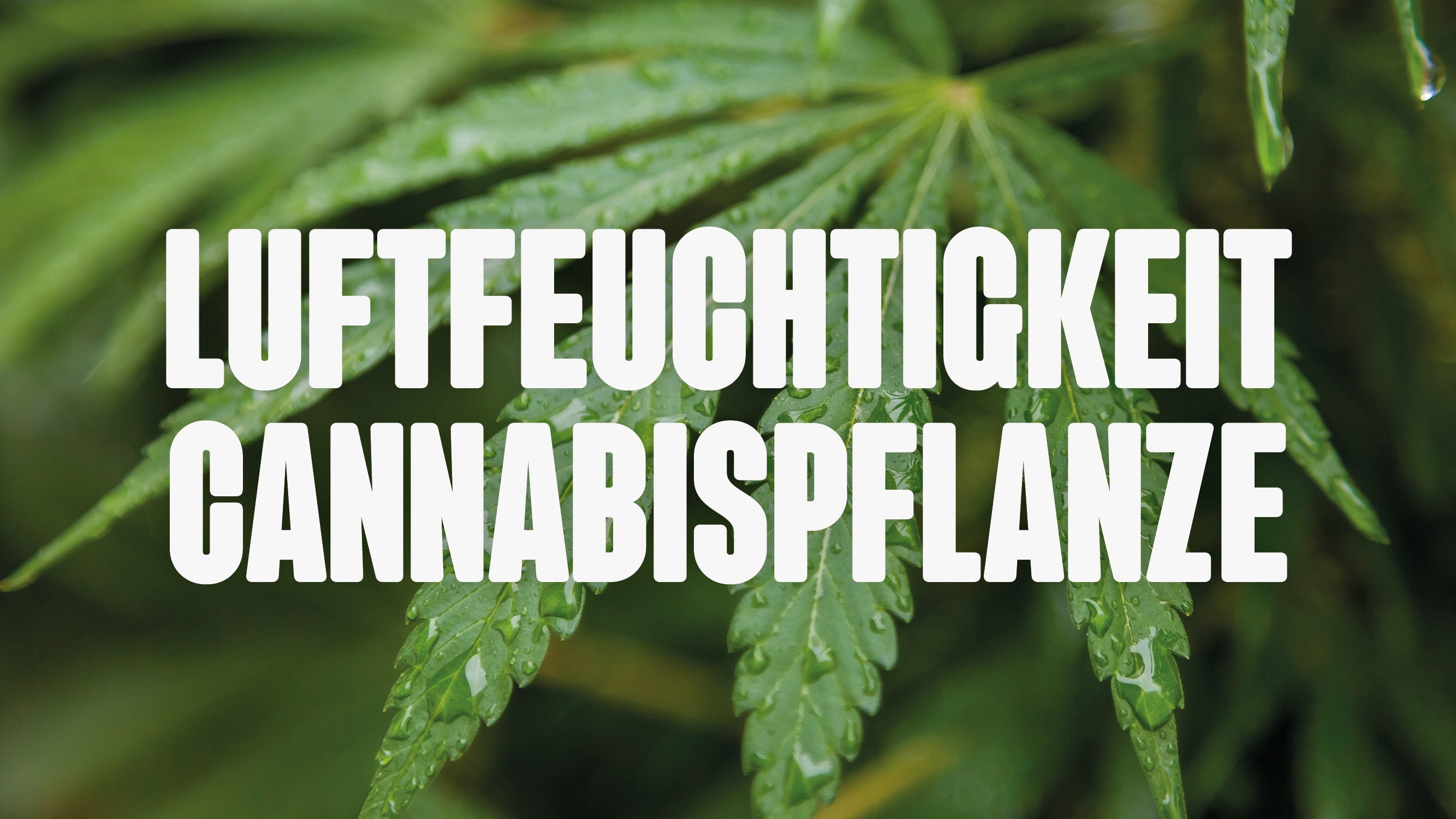 Feuchtigkeit bei Cannabispflanzen