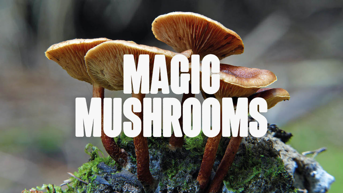 Magic Mushrooms: Eine faszinierende Reise durch ihre Welt - Happy420.de