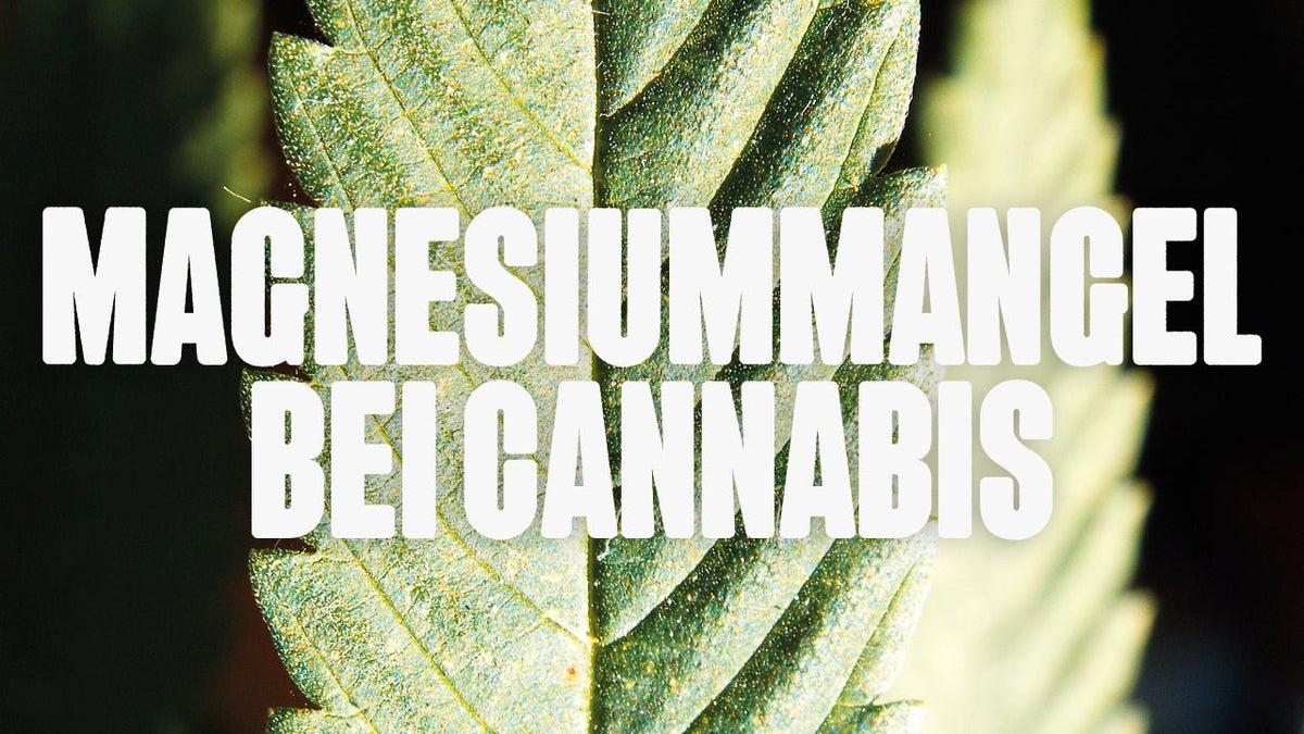 Magnesiummangel bei Cannabis: So erkennst und behandelst du ihn richtig - Happy420.de