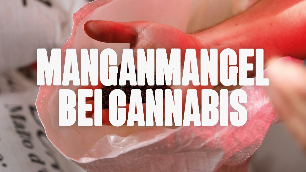 Manganmangel bei Cannabis erkennen und richtig behandeln - Happy420.de