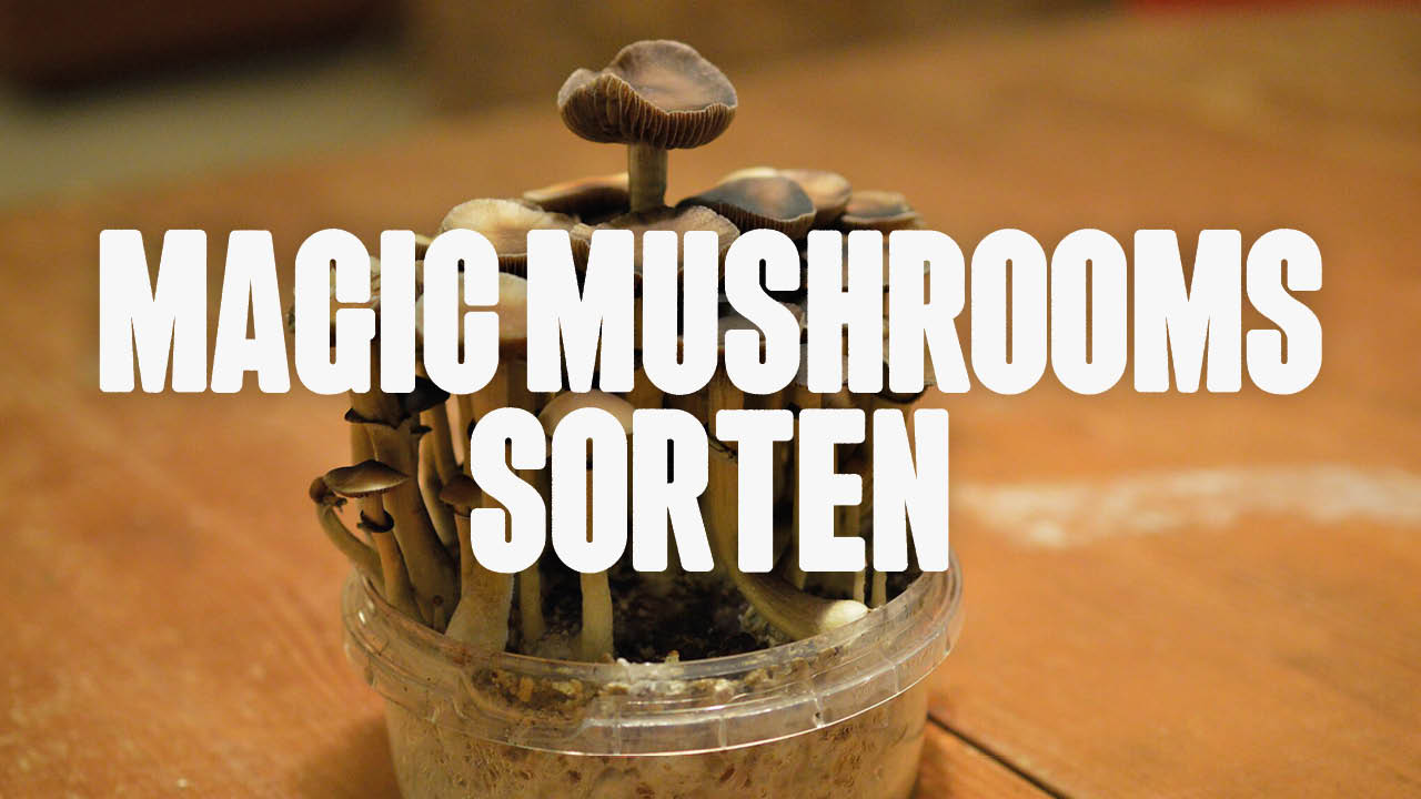 Magic Mushrooms Sorten