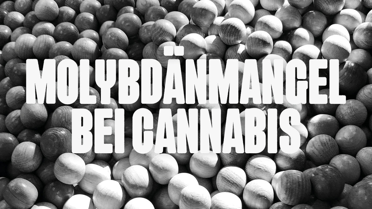 Molybdänmangel bei Cannabis erkennen und behandeln - Happy420.de