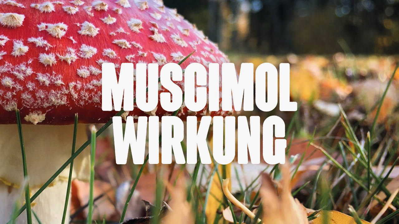 Muscimol Wirkung