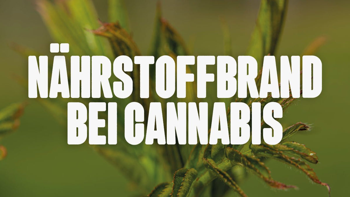 Nährstoffbrand bei Cannabis erkennen und vermeiden - Happy420.de