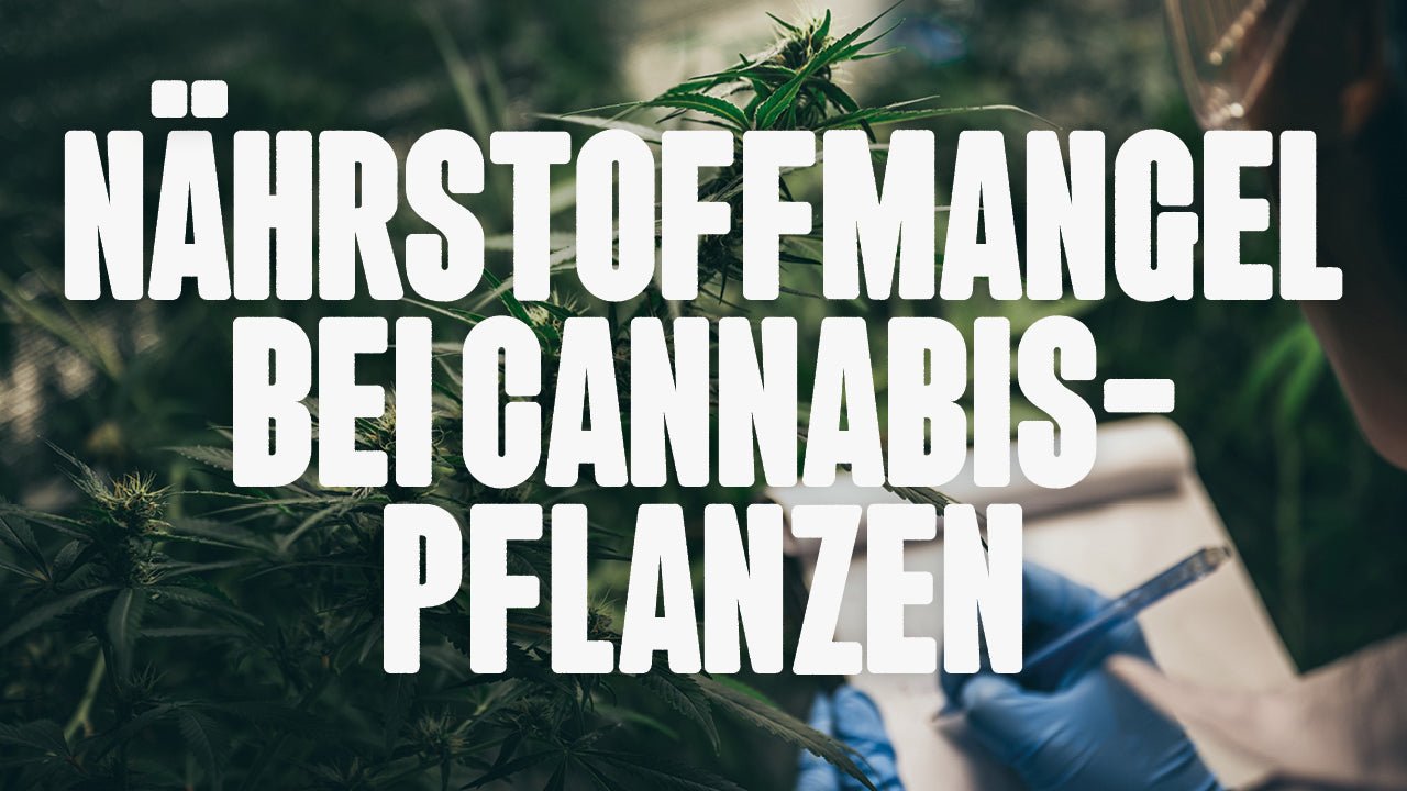 Nährstoffmangel bei Cannabispflanzen erkennen und behandeln - Happy420.de