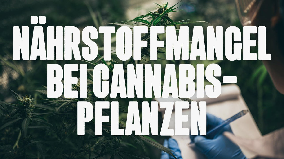 Nährstoffmangel bei Cannabispflanzen erkennen und behandeln - Happy420.de