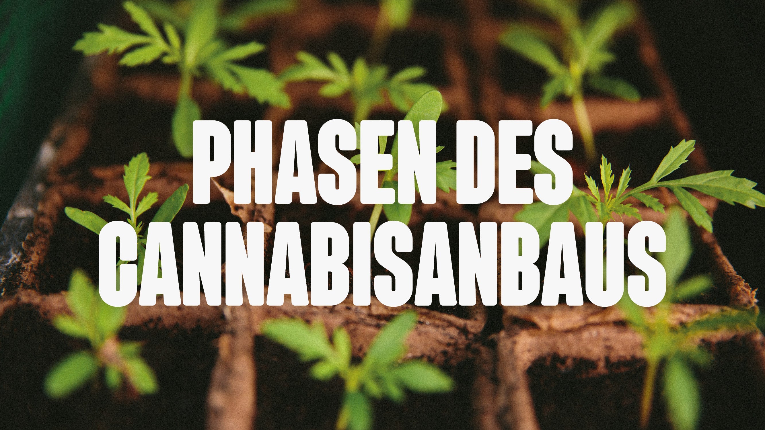 Phasen des Cannabisanbaus