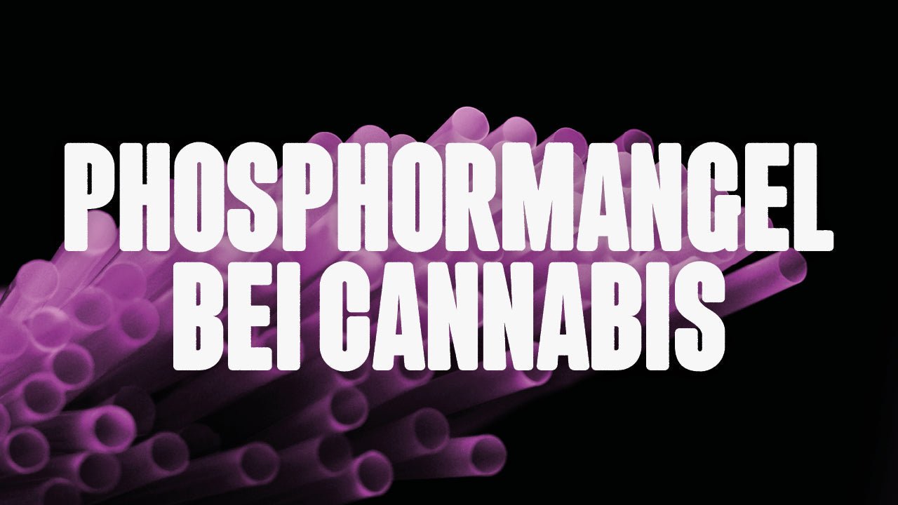 Phosphormangel bei Cannabis erkennen und behandeln: Dein Guide - Happy420.de