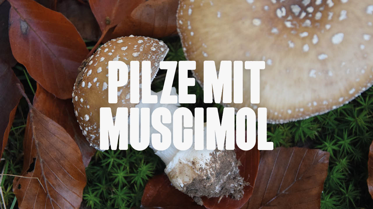 Muscimol Pilze