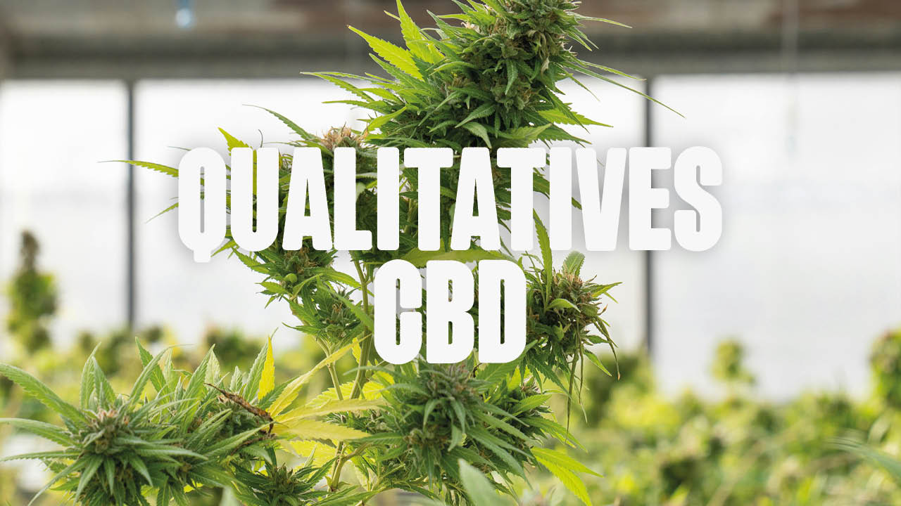 Qualitatives CBD - so erkennst du hochwertige CBD-Produkte - Happy420.de