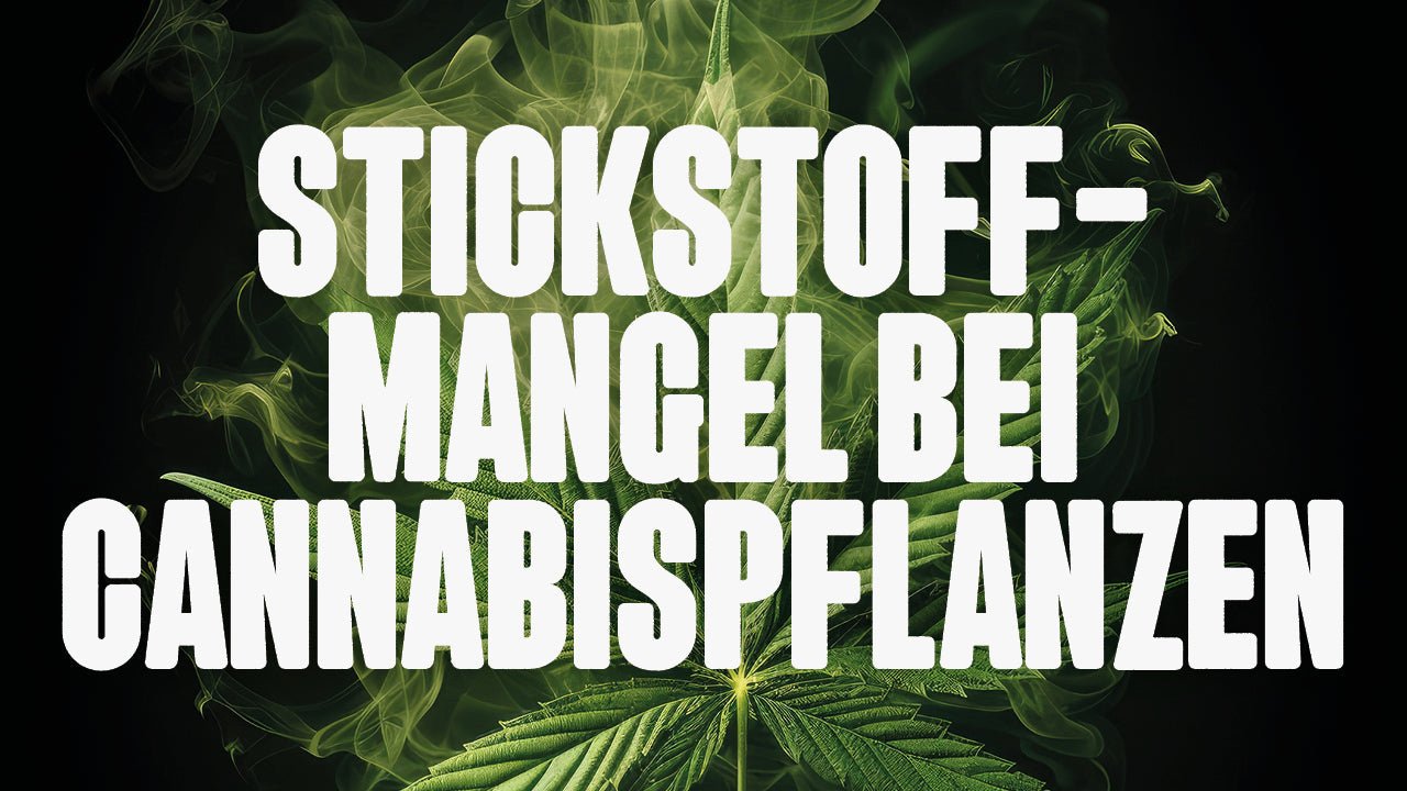 Stickstoffmangel bei Cannabispflanzen: Symptome, Ursachen und Lösungen - Happy420.de
