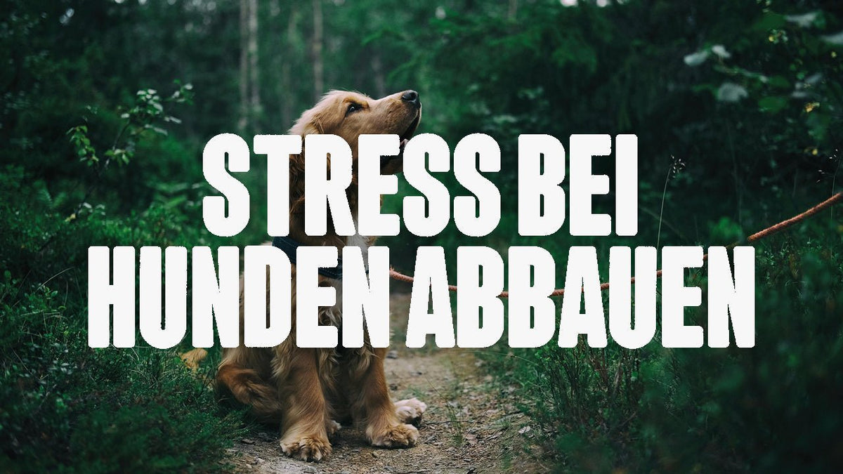 Stress bei Hunden abbauen - Happy420.de