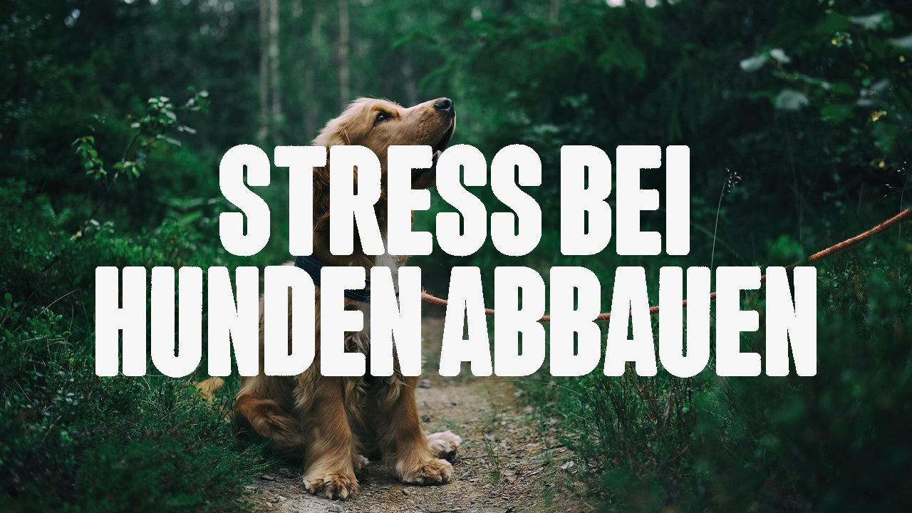 Stress bei Hunden abbauen