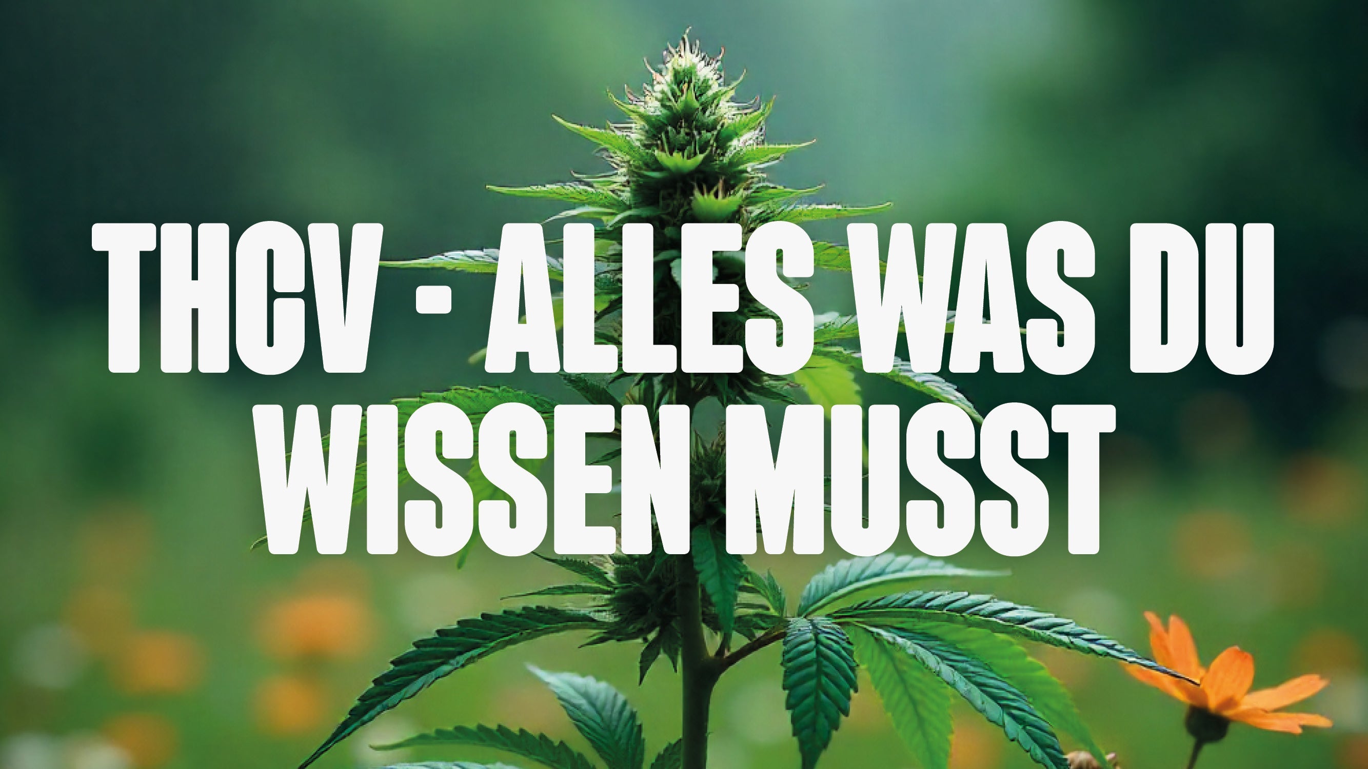 Cannabis Plant